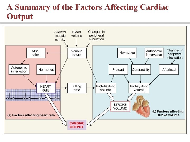 A Summary of the Factors Affecting Cardiac Output 