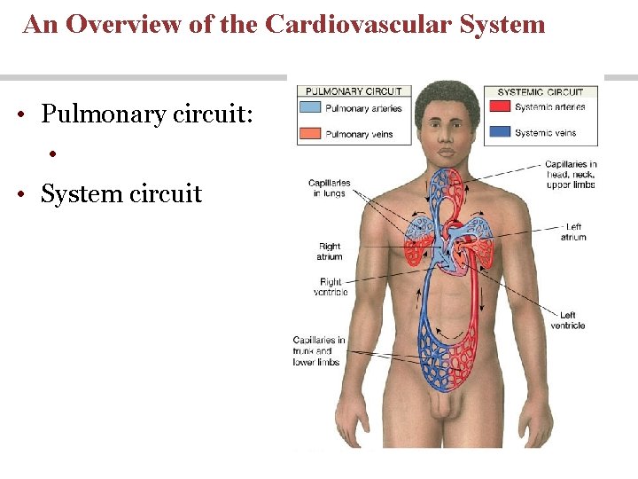 An Overview of the Cardiovascular System • Pulmonary circuit: • • System circuit 