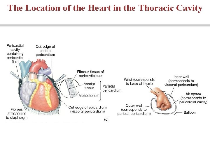 The Location of the Heart in the Thoracic Cavity 