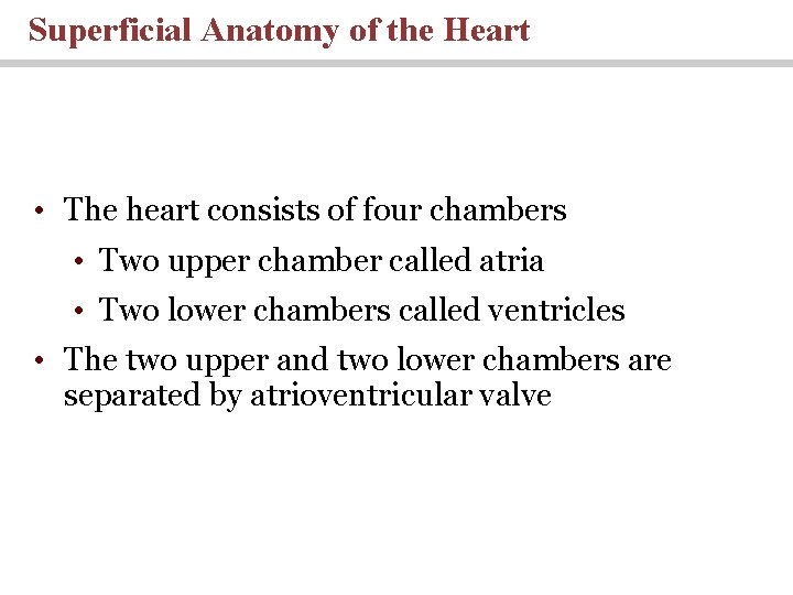 Superficial Anatomy of the Heart • The heart consists of four chambers • Two