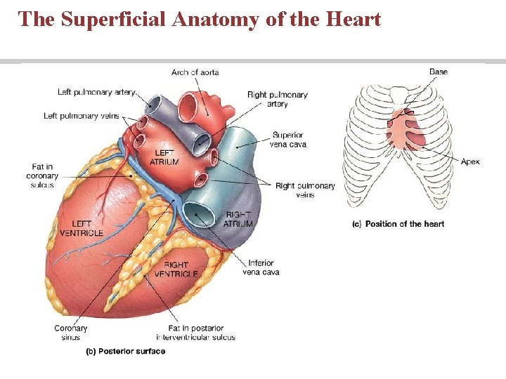 The Superficial Anatomy of the Heart 