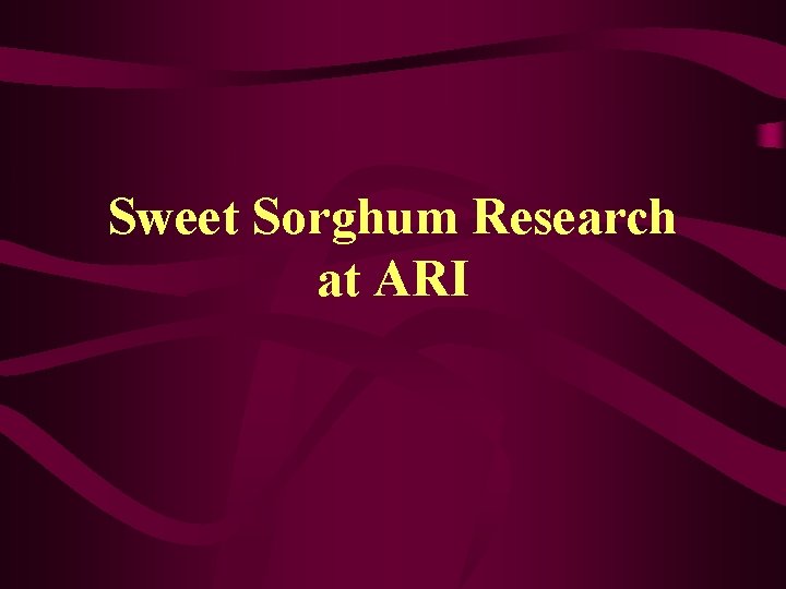 Sweet Sorghum Research at ARI 