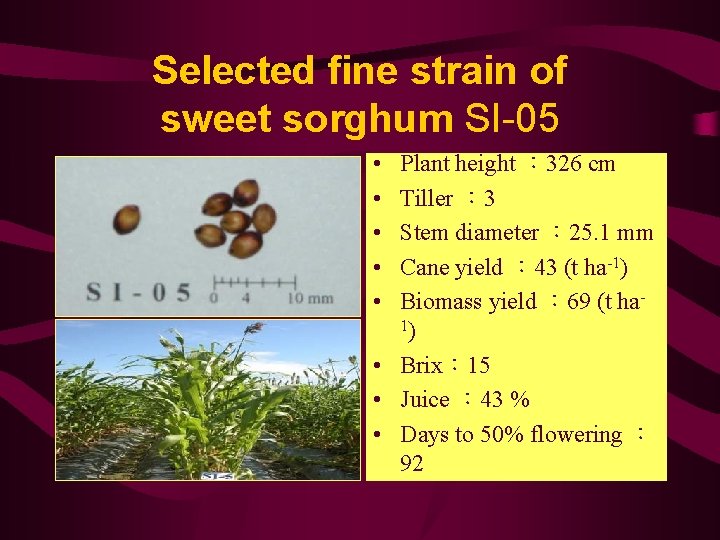 Selected fine strain of sweet sorghum SI-05 • • • Plant height ： 326
