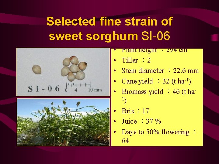 Selected fine strain of sweet sorghum SI-06 • • • Plant height ： 294