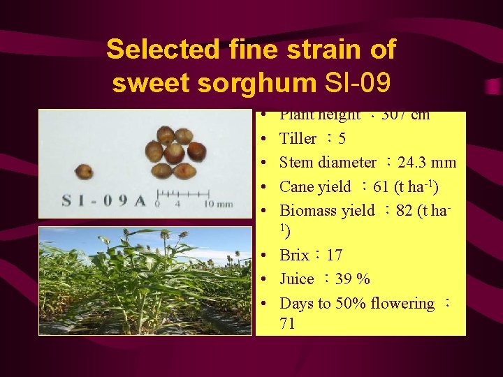 Selected fine strain of sweet sorghum SI-09 • • • Plant height ： 307