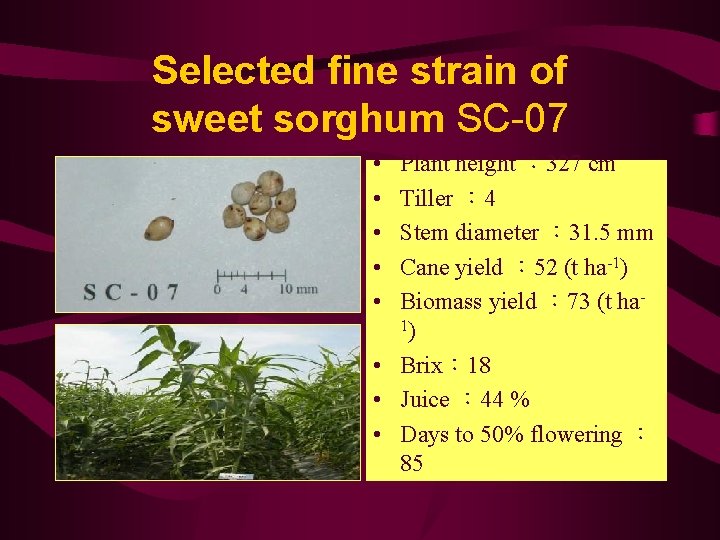 Selected fine strain of sweet sorghum SC-07 • • • Plant height ： 327