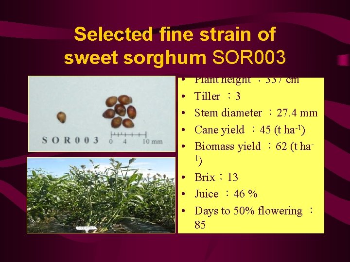 Selected fine strain of sweet sorghum SOR 003 • • • Plant height ：