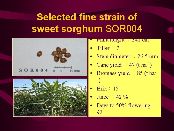 Selected fine strain of sweet sorghum SOR 004 • • • Plant height ：