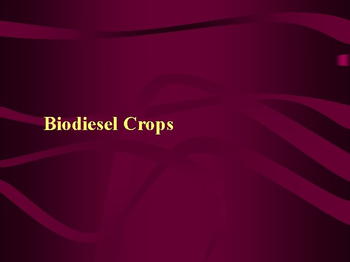 Biodiesel Crops 