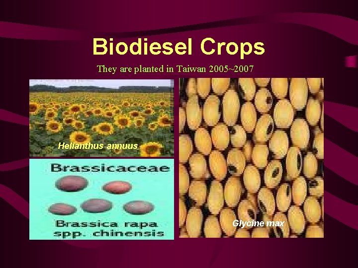 Biodiesel Crops They are planted in Taiwan 2005~2007 Helianthus annuus Glycine max 