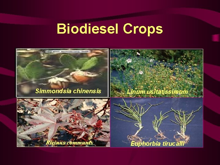 Biodiesel Crops Simmondsia chinensis Linum usitatissimum Ricinus communis Euphorbia tirucalli 