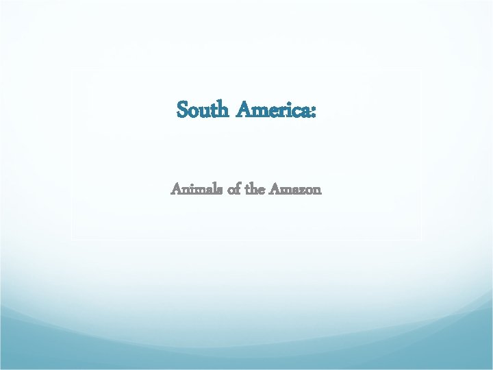 South America: Animals of the Amazon 