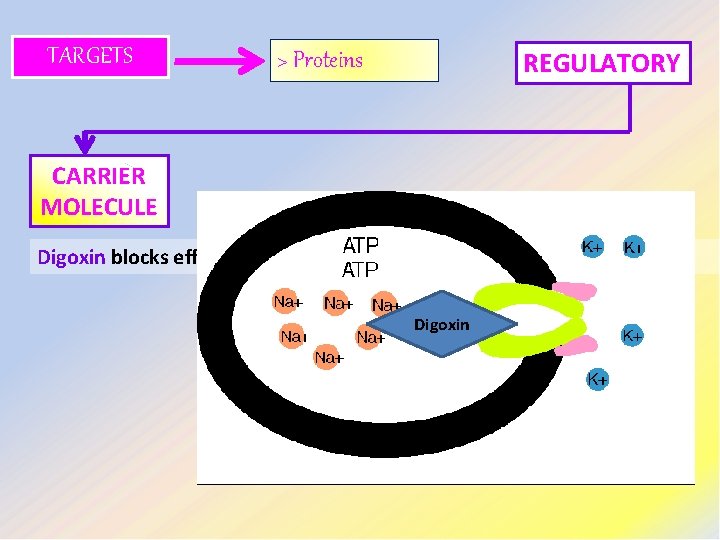 TARGETS REGULATORY > Proteins CARRIER MOLECULE Digoxin blocks efflux of Na by Na pump