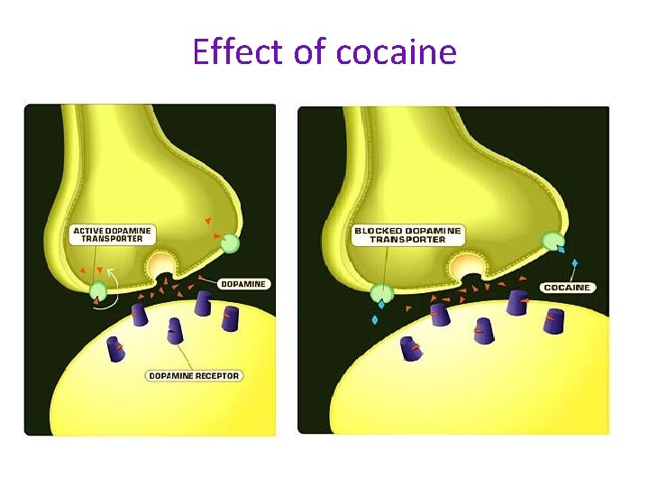 Effect of cocaine 