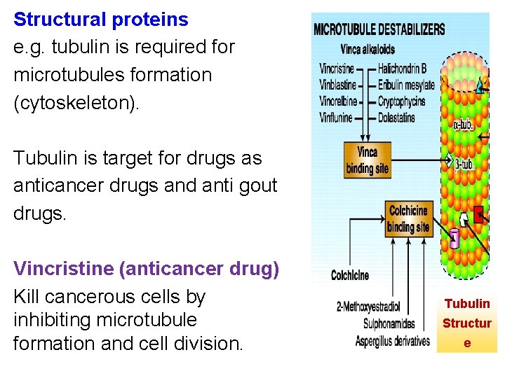 Structural proteins e. g. tubulin is required for microtubules formation (cytoskeleton). Tubulin is target