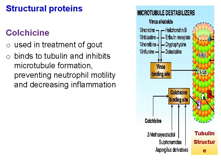 Structural proteins Colchicine o used in treatment of gout o binds to tubulin and