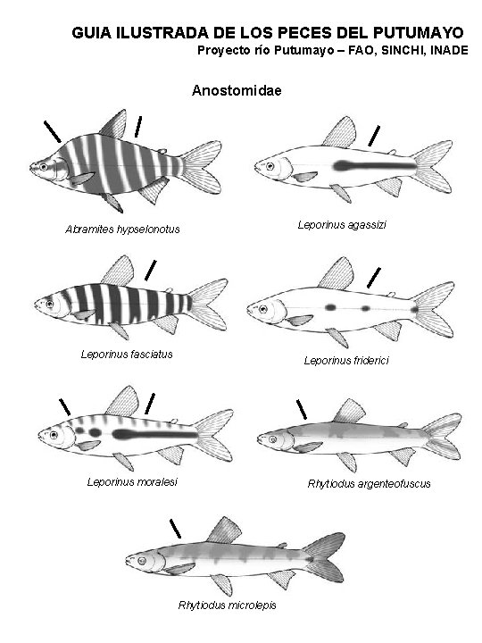 GUIA ILUSTRADA DE LOS PECES DEL PUTUMAYO Proyecto río Putumayo – FAO, SINCHI, INADE