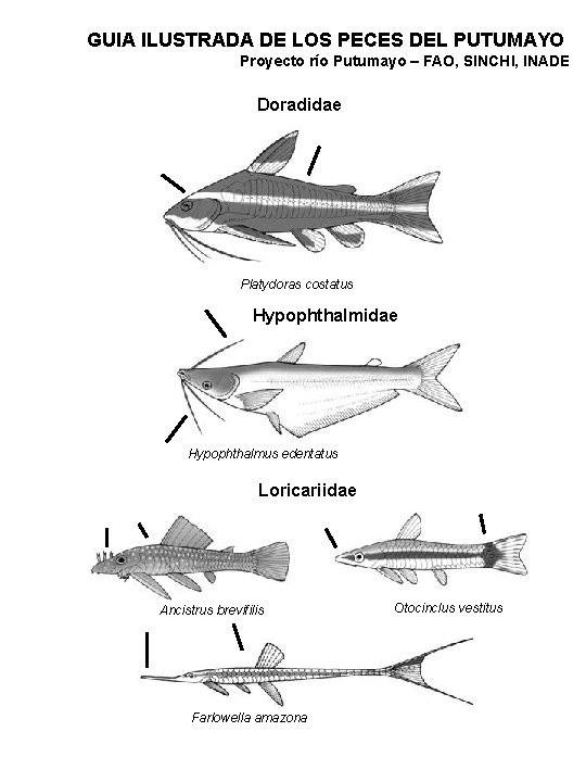 GUIA ILUSTRADA DE LOS PECES DEL PUTUMAYO Proyecto río Putumayo – FAO, SINCHI, INADE