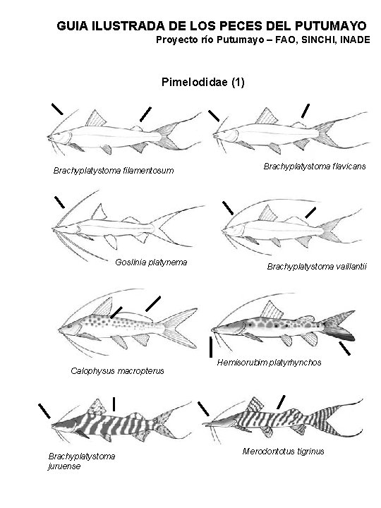 GUIA ILUSTRADA DE LOS PECES DEL PUTUMAYO Proyecto río Putumayo – FAO, SINCHI, INADE