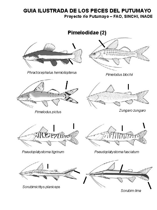 GUIA ILUSTRADA DE LOS PECES DEL PUTUMAYO Proyecto río Putumayo – FAO, SINCHI, INADE