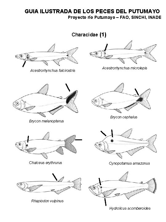 GUIA ILUSTRADA DE LOS PECES DEL PUTUMAYO Proyecto río Putumayo – FAO, SINCHI, INADE