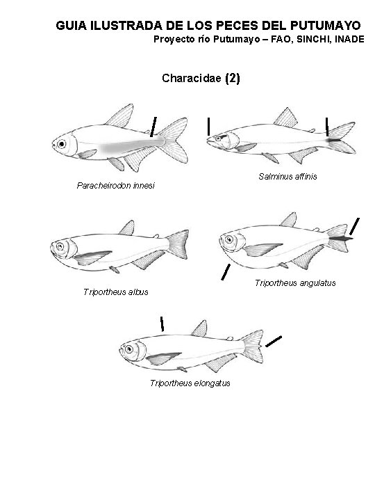 GUIA ILUSTRADA DE LOS PECES DEL PUTUMAYO Proyecto río Putumayo – FAO, SINCHI, INADE
