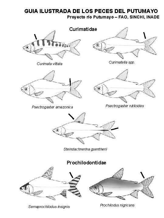 GUIA ILUSTRADA DE LOS PECES DEL PUTUMAYO Proyecto río Putumayo – FAO, SINCHI, INADE