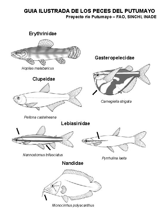 GUIA ILUSTRADA DE LOS PECES DEL PUTUMAYO Proyecto río Putumayo – FAO, SINCHI, INADE