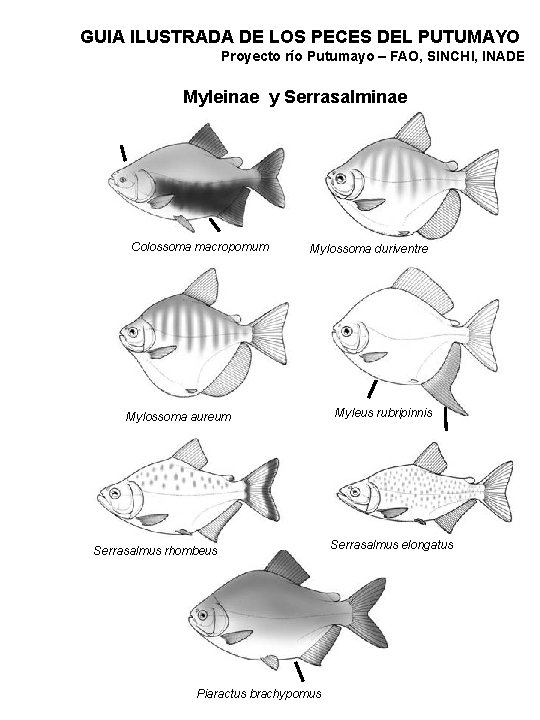 GUIA ILUSTRADA DE LOS PECES DEL PUTUMAYO Proyecto río Putumayo – FAO, SINCHI, INADE