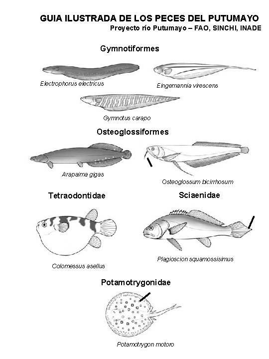 GUIA ILUSTRADA DE LOS PECES DEL PUTUMAYO Proyecto río Putumayo – FAO, SINCHI, INADE