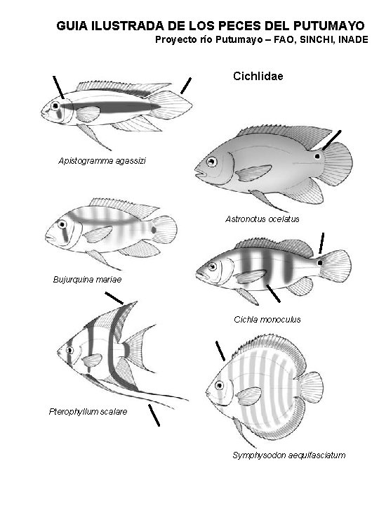 GUIA ILUSTRADA DE LOS PECES DEL PUTUMAYO Proyecto río Putumayo – FAO, SINCHI, INADE