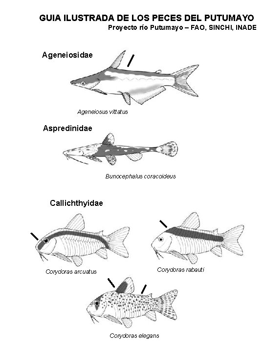 GUIA ILUSTRADA DE LOS PECES DEL PUTUMAYO Proyecto río Putumayo – FAO, SINCHI, INADE