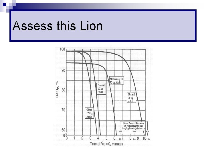 Assess this Lion 