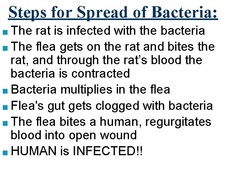 Steps for Spread of Bacteria: ■ The rat is infected with the bacteria ■