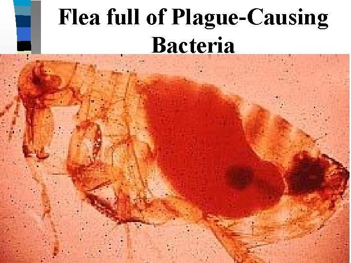 Flea full of Plague-Causing Bacteria 