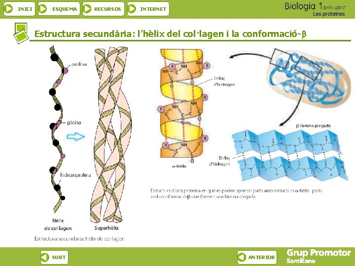 INICI ESQUEMA RECURSOS INTERNET Les proteïnes Estructura secundària: l’hèlix del col·lagen i la conformació-