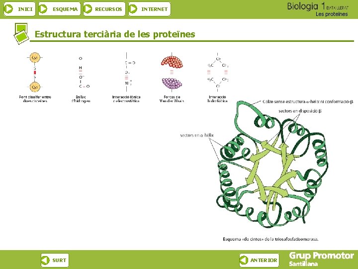 INICI ESQUEMA RECURSOS INTERNET Les proteïnes Estructura terciària de les proteïnes SURT ANTERIOR 