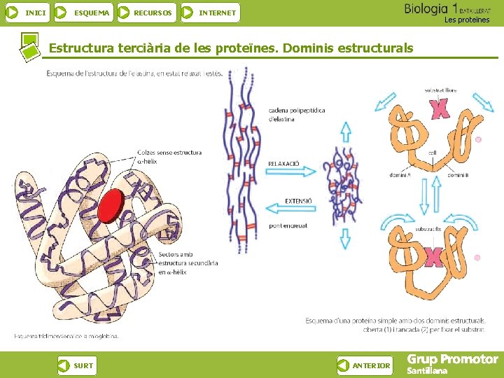 INICI ESQUEMA RECURSOS INTERNET Les proteïnes Estructura terciària de les proteïnes. Dominis estructurals SURT