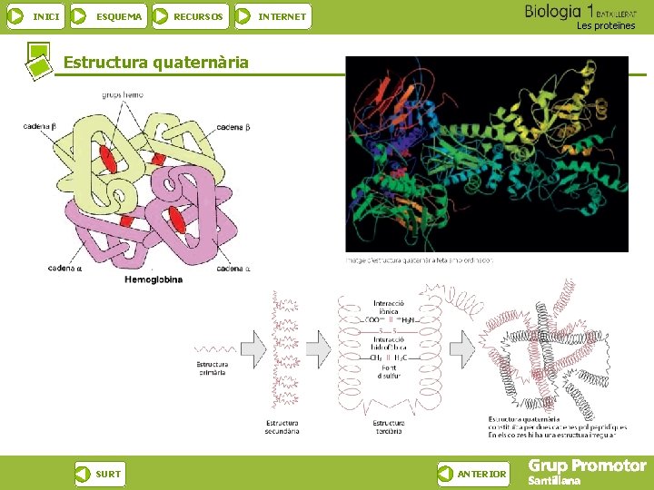 INICI ESQUEMA RECURSOS INTERNET Les proteïnes Estructura quaternària SURT ANTERIOR 