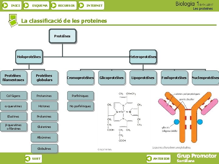 ESQUEMA INICI RECURSOS INTERNET Les proteïnes La classificació de les proteïnes Proteïnes Holoproteïnes Heteroproteïnes