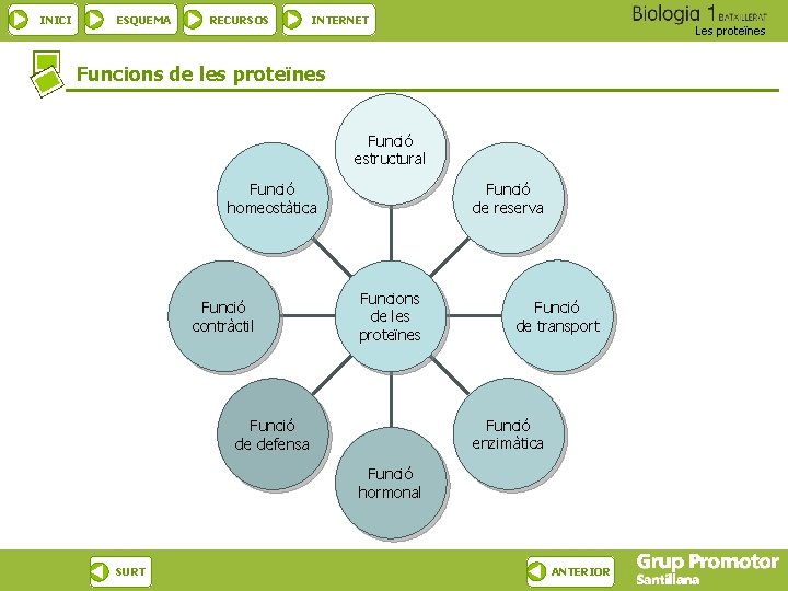 INICI ESQUEMA RECURSOS INTERNET Les proteïnes Funcions de les proteïnes Funció estructural Funció homeostàtica