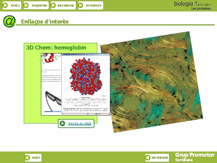 INICI ESQUEMA RECURSOS INTERNET Les proteïnes Enllaços d’interès 3 D Chem: hemoglobin PASSA AL