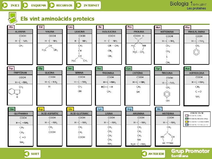 INICI ESQUEMA RECURSOS INTERNET Les proteïnes Els vint aminoàcids proteics SURT ANTERIOR 