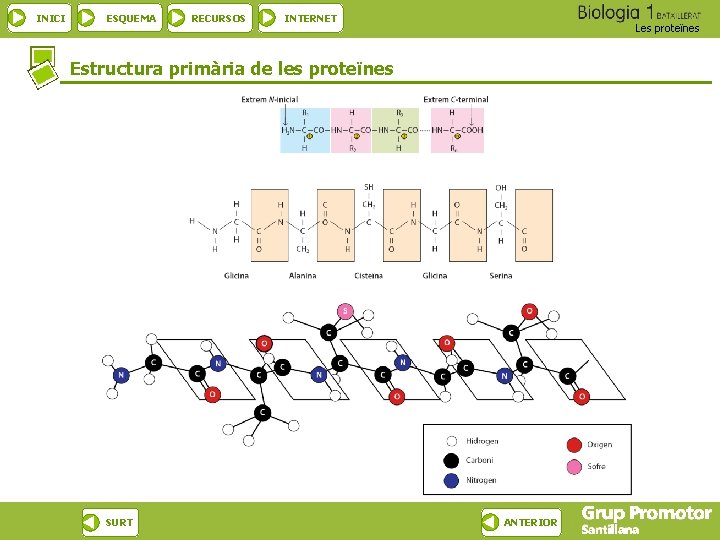 INICI ESQUEMA RECURSOS INTERNET Les proteïnes Estructura primària de les proteïnes SURT ANTERIOR 