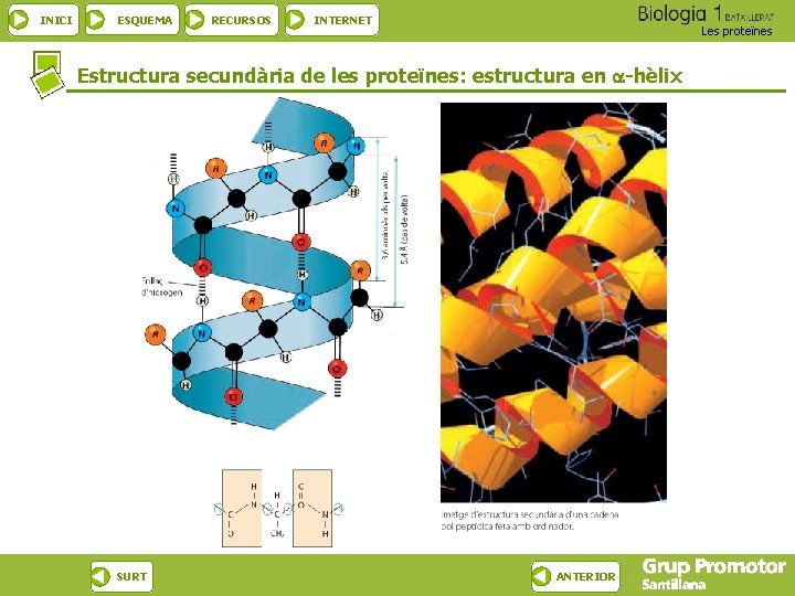INICI ESQUEMA RECURSOS INTERNET Les proteïnes Estructura secundària de les proteïnes: estructura en -hèlix