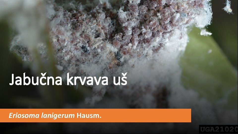 Jabučna krvava uš Eriosoma lanigerum Hausm. 