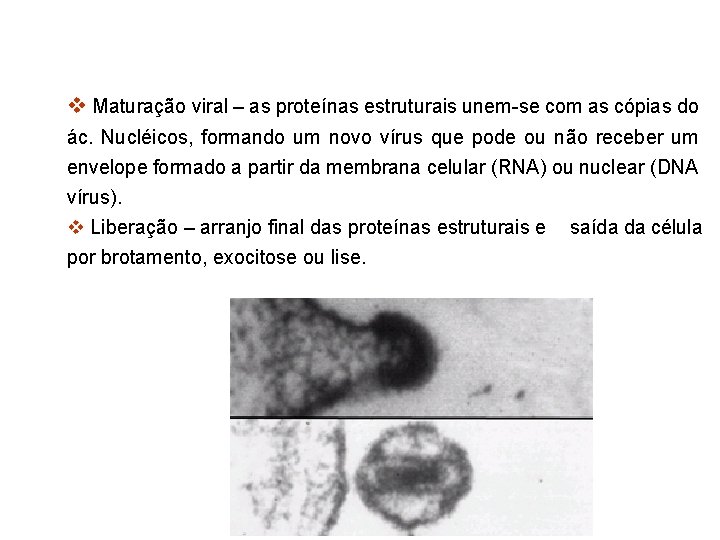 Maturação viral – as proteínas estruturais unem-se com as cópias do ác. Nucléicos,
