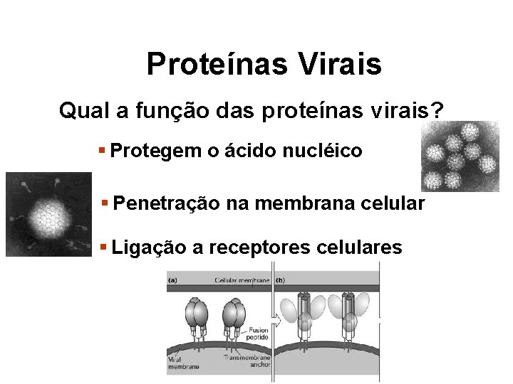 Proteínas Virais Qual a função das proteínas virais? Protegem o ácido nucléico Penetração na