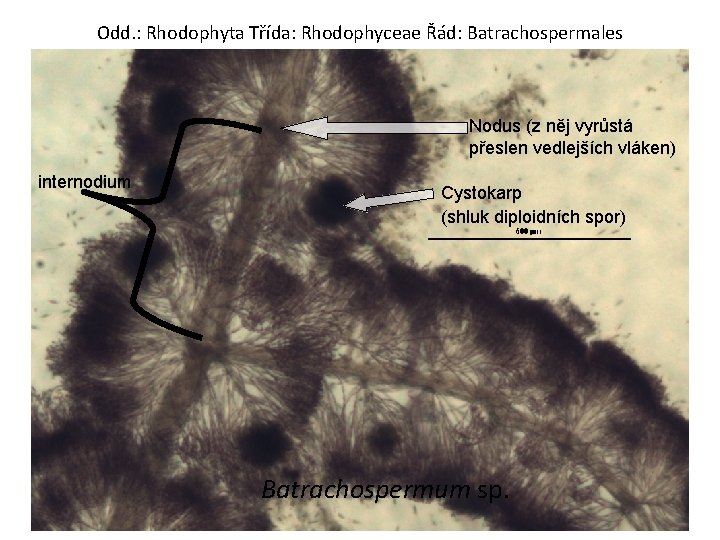 Odd. : Rhodophyta Třída: Rhodophyceae Řád: Batrachospermales Nodus (z něj vyrůstá přeslen vedlejších vláken)