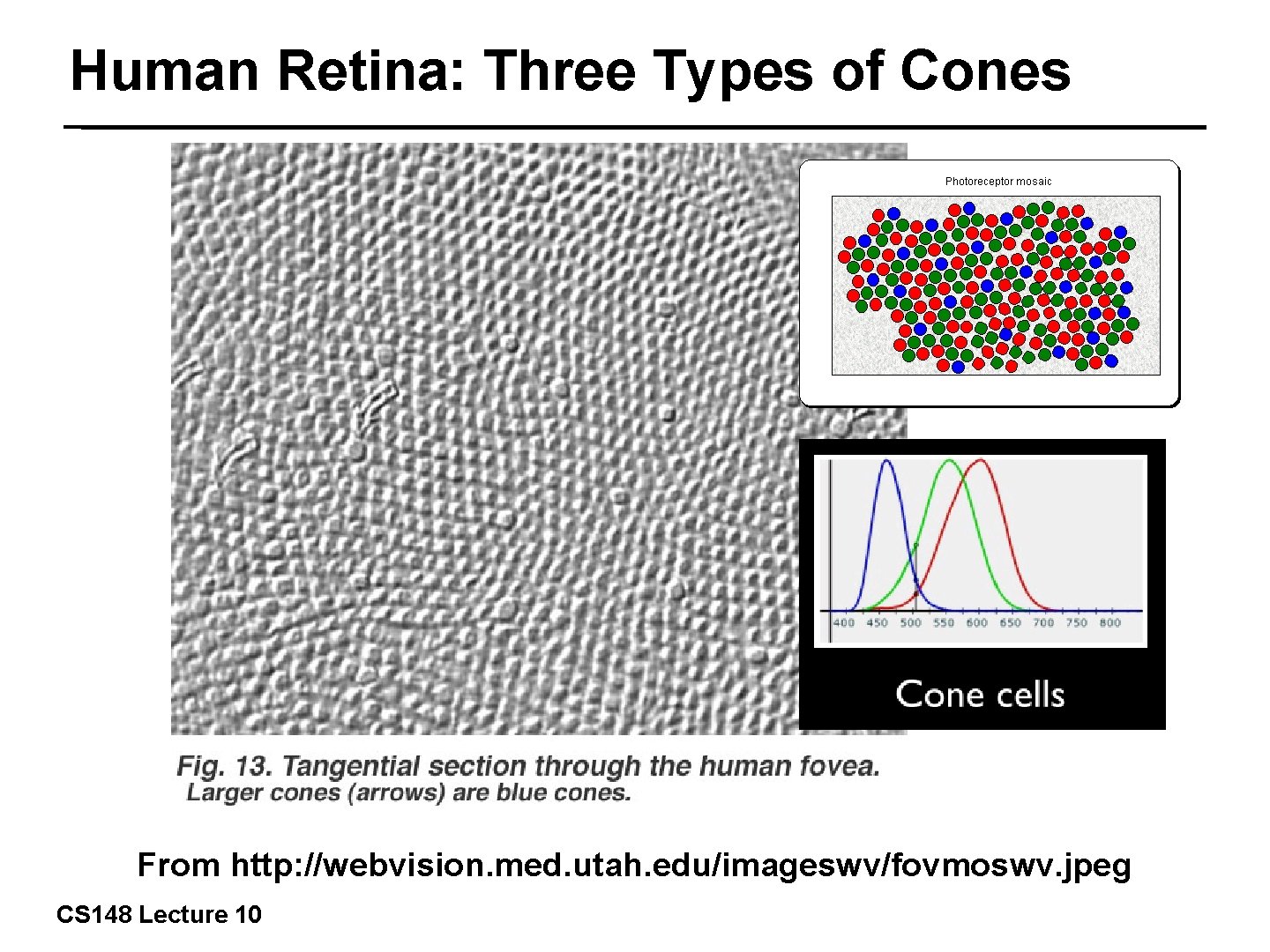 Human Retina: Three Types of Cones 9/42 From http: //webvision. med. utah. edu/imageswv/fovmoswv. jpeg